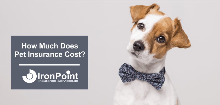 pet insurance cost