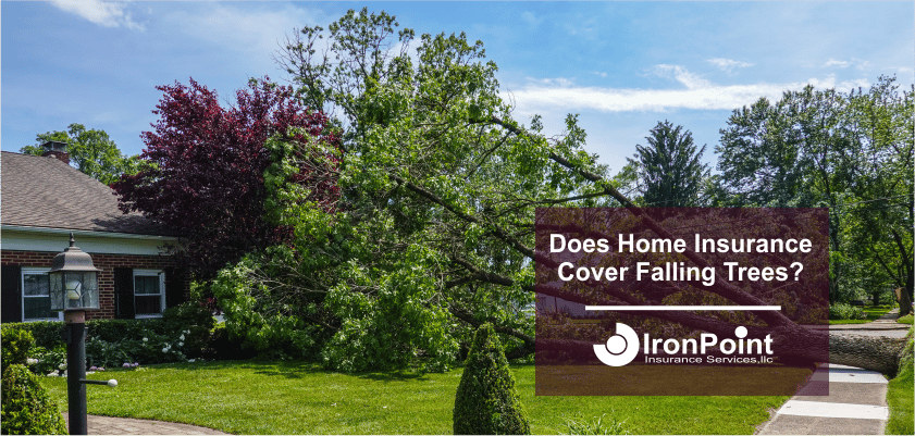 Insurance Cover Falling Trees